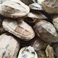 龟板 龟甲  乌龟壳  旱龟板  碎龟壳  有的掉皮 统货处理 产地 江苏省   特价